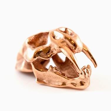 Sabre Tooth Tiger Skull by Kaecee Fitzgerald